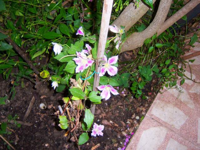 Name:  100_1633.jpg
Views: 432
Size:  69.6 KB