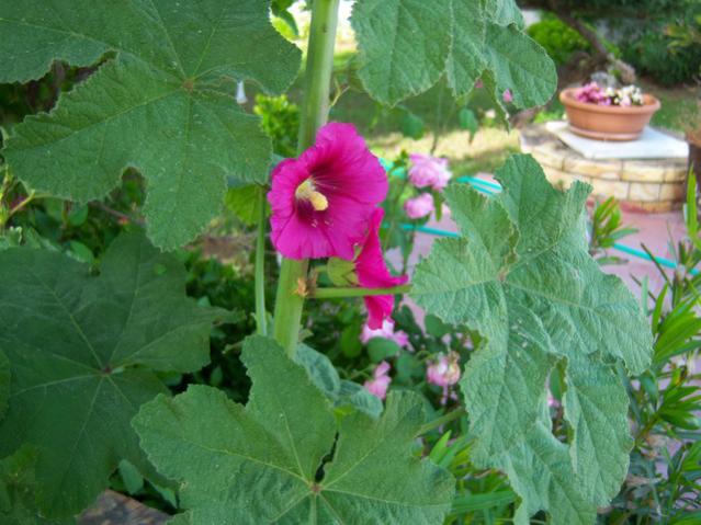 Name:  100_1636.jpg
Views: 421
Size:  50.5 KB