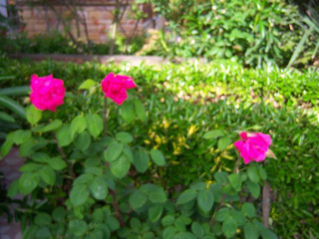Name:  100_1637.jpg
Views: 444
Size:  47.0 KB