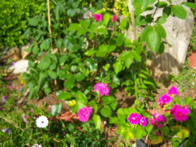 Name:  100_1643.jpg
Views: 423
Size:  55.7 KB