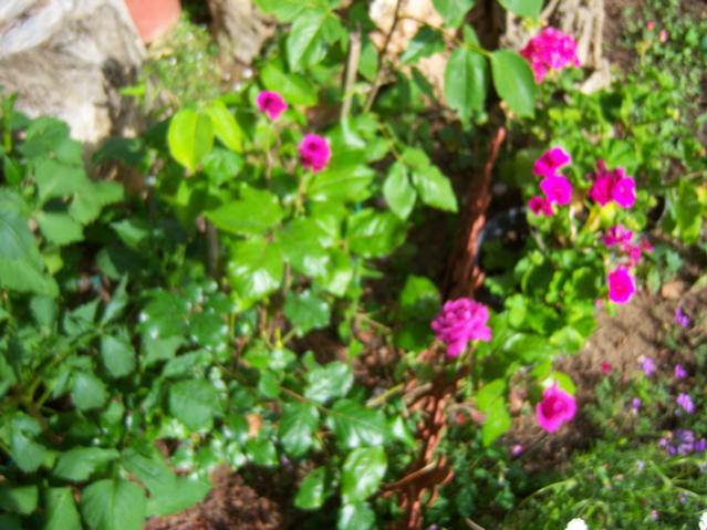 Name:  100_1644.jpg
Views: 450
Size:  55.7 KB