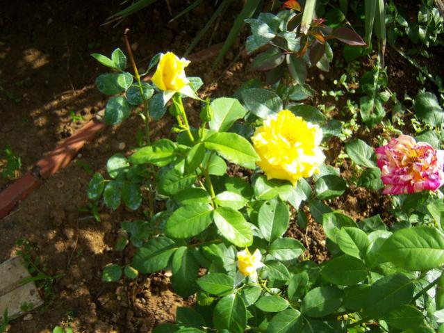 Name:  100_1647.jpg
Views: 440
Size:  64.6 KB