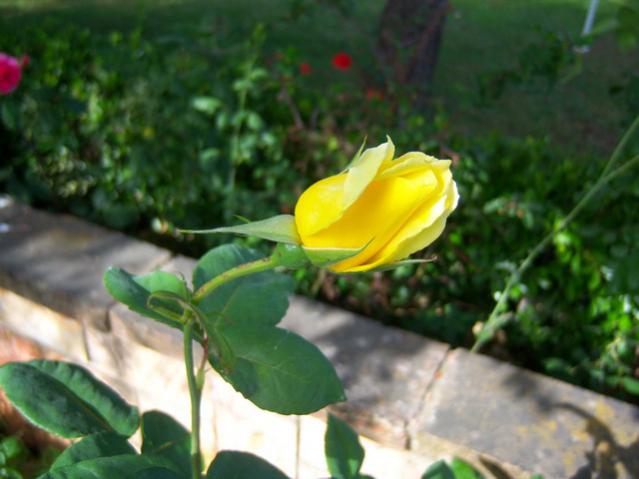 Name:  100_1653.jpg
Views: 431
Size:  37.6 KB