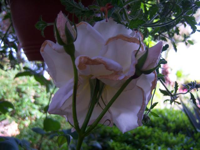 Name:  100_1657.jpg
Views: 473
Size:  42.8 KB
