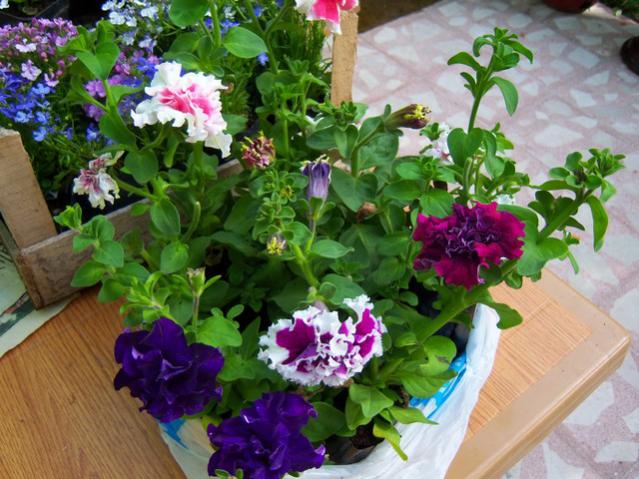 Name:  100_1664.jpg
Views: 469
Size:  60.9 KB