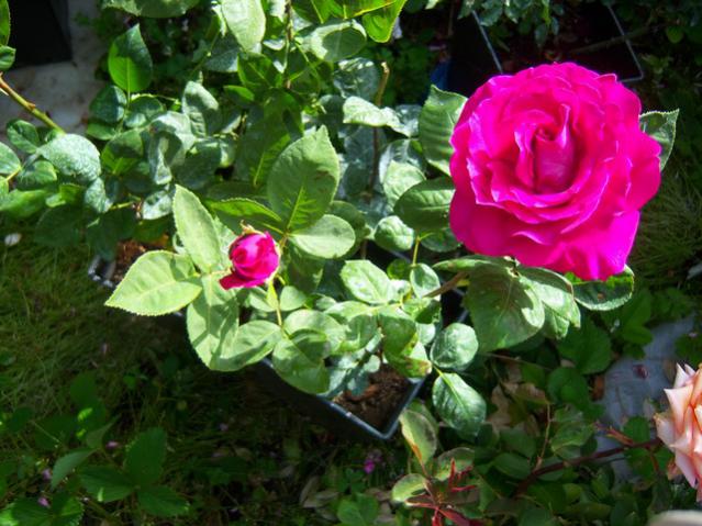 Name:  100_1676.jpg
Views: 470
Size:  57.4 KB