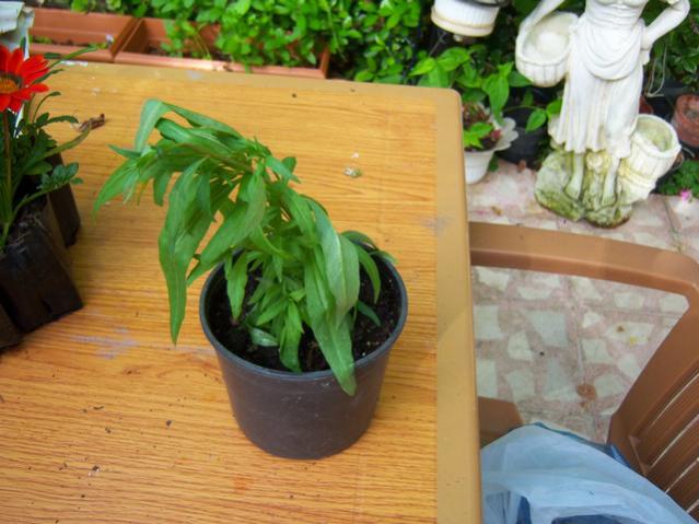 Name:  100_1678.jpg
Views: 461
Size:  48.6 KB