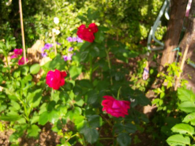 Name:  100_1679.jpg
Views: 490
Size:  50.1 KB