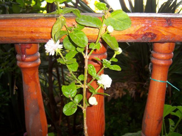 Name:  100_1680.jpg
Views: 463
Size:  51.1 KB