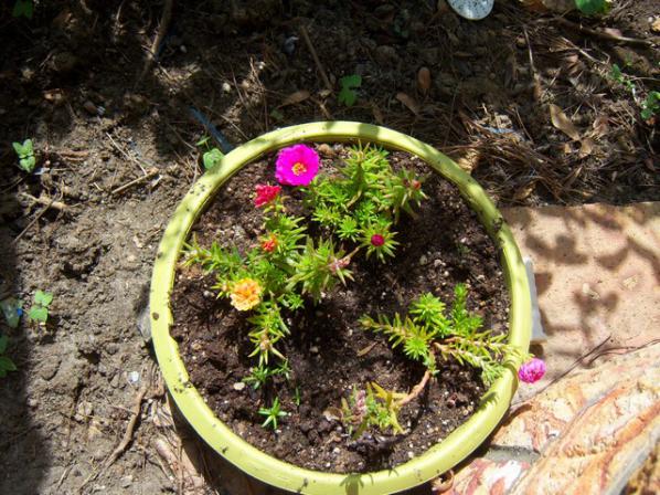 Name:  100_1695.jpg
Views: 449
Size:  72.2 KB