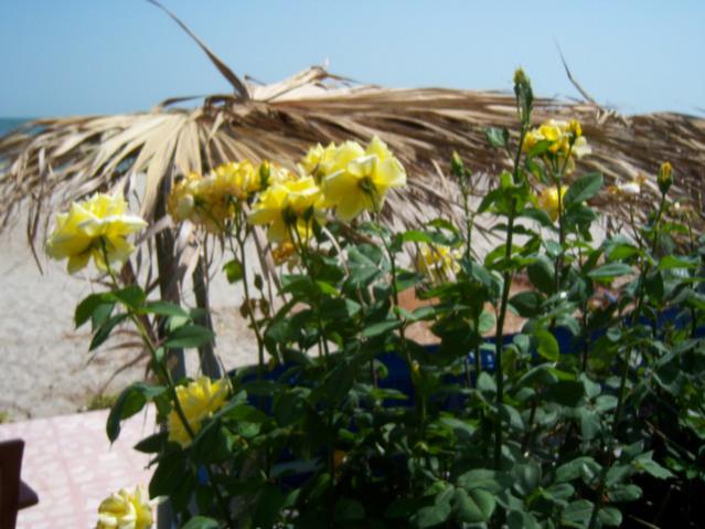 Name:  100_1698.jpg
Views: 473
Size:  49.0 KB