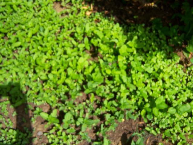 Name:  100_1699.jpg
Views: 436
Size:  57.1 KB