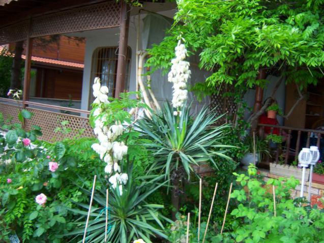 Name:  100_1705.jpg
Views: 454
Size:  70.7 KB