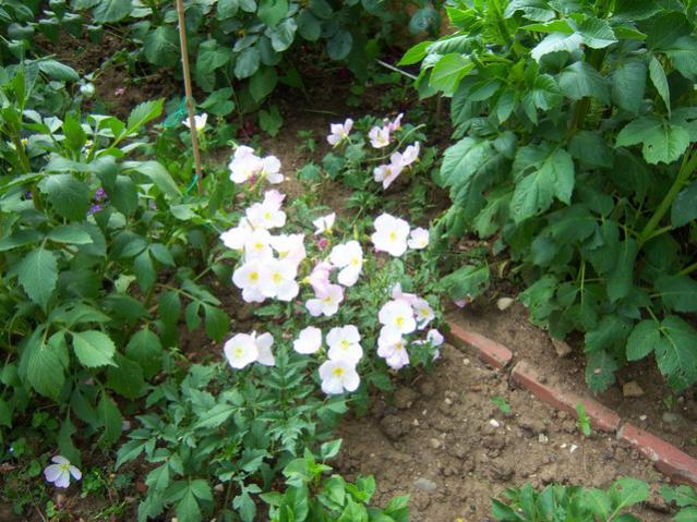 Name:  100_1706.jpg
Views: 456
Size:  68.6 KB
