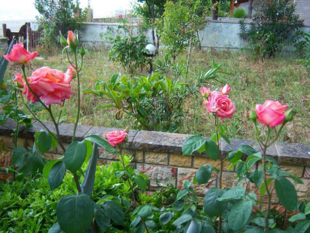 Name:  100_1707.jpg
Views: 474
Size:  71.7 KB