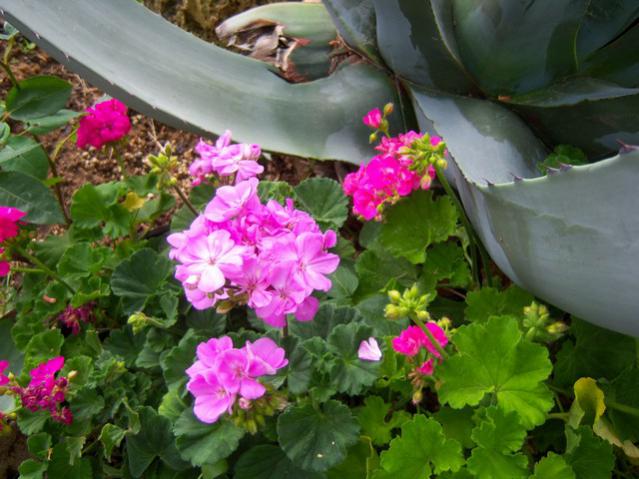 Name:  100_1709.jpg
Views: 443
Size:  52.3 KB
