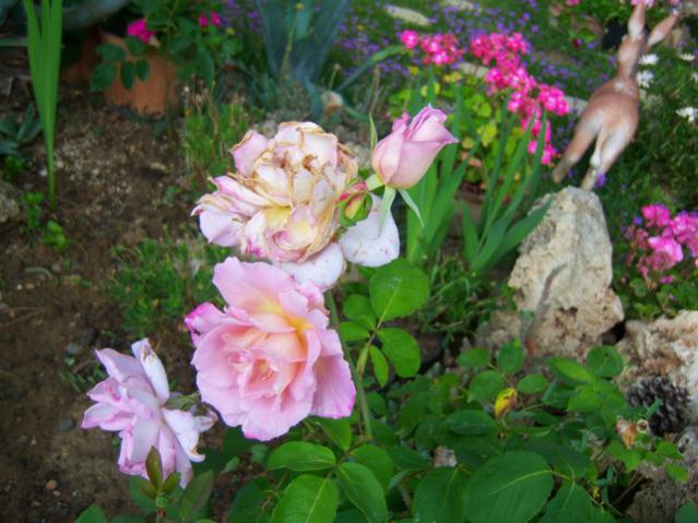 Name:  100_1711.jpg
Views: 445
Size:  52.6 KB