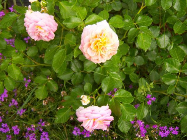 Name:  100_1713.jpg
Views: 461
Size:  57.2 KB