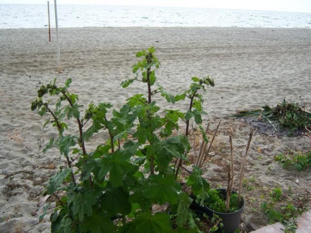 Name:  100_1718.jpg
Views: 497
Size:  60.1 KB
