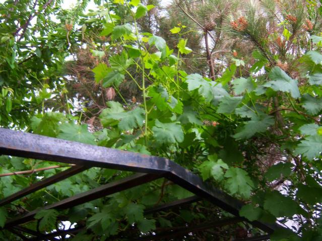 Name:  100_1722.jpg
Views: 451
Size:  69.3 KB