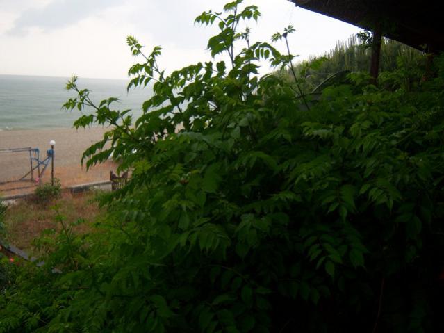 Name:  100_1732.jpg
Views: 454
Size:  40.3 KB