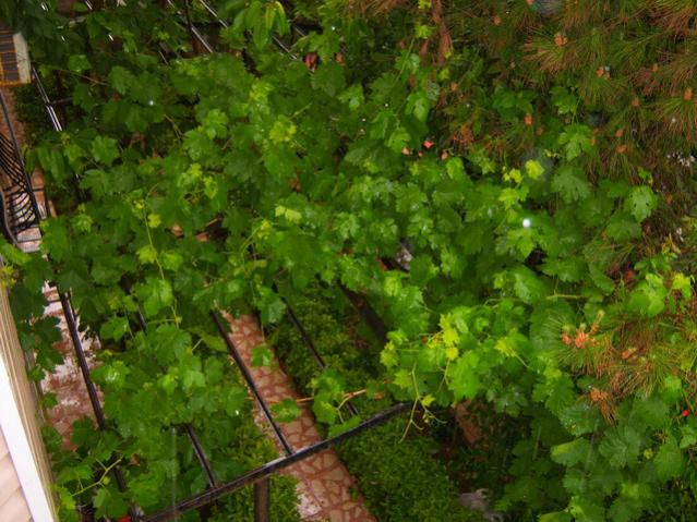 Name:  100_1735.jpg
Views: 452
Size:  61.8 KB
