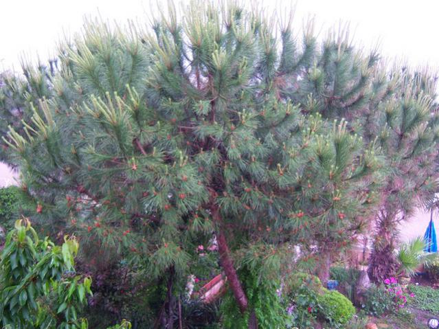 Name:  100_1737.jpg
Views: 462
Size:  66.0 KB