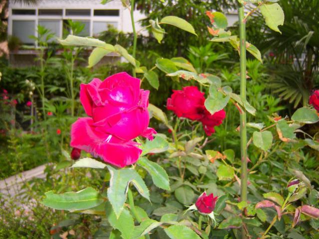 Name:  100_1752.jpg
Views: 464
Size:  60.0 KB