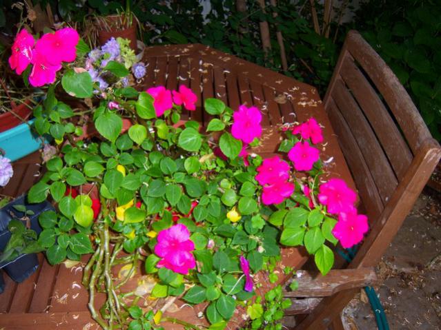 Name:  100_1761.jpg
Views: 432
Size:  64.8 KB