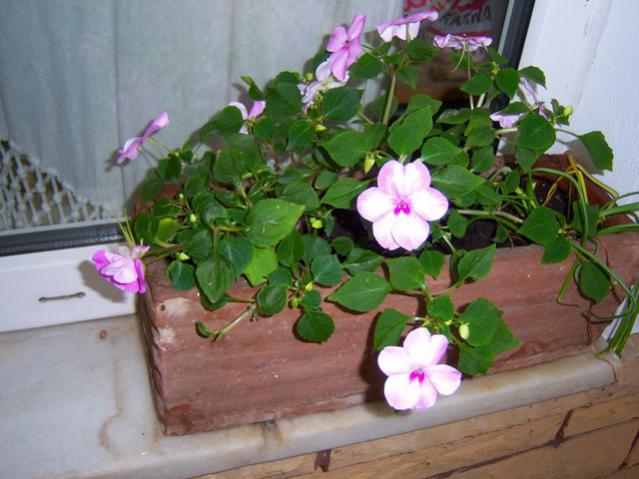 Name:  100_1784.jpg
Views: 540
Size:  46.6 KB