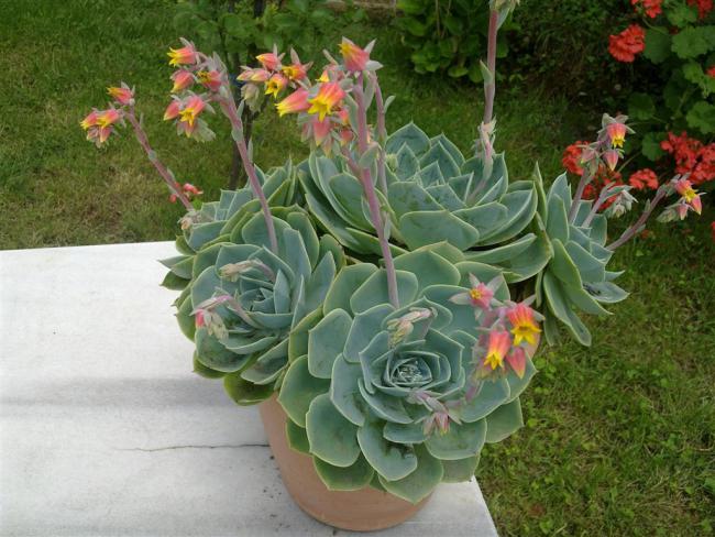 Name:  w5 008 (Byk).jpg
Views: 417
Size:  59.7 KB