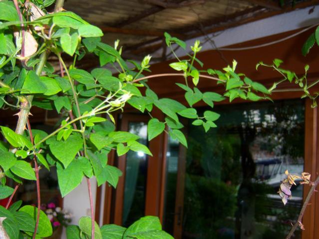 Name:  100_1790.jpg
Views: 705
Size:  53.1 KB