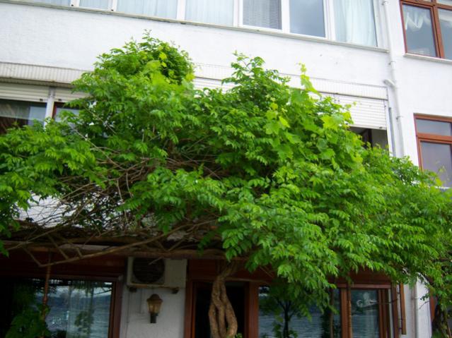 Name:  100_1800.jpg
Views: 776
Size:  58.1 KB