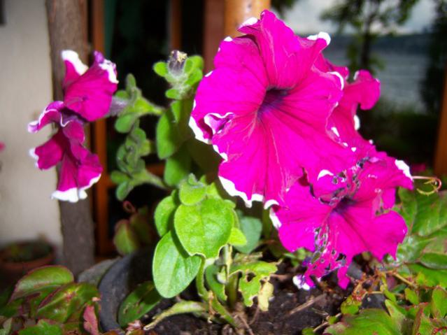 Name:  100_1802.jpg
Views: 908
Size:  47.2 KB