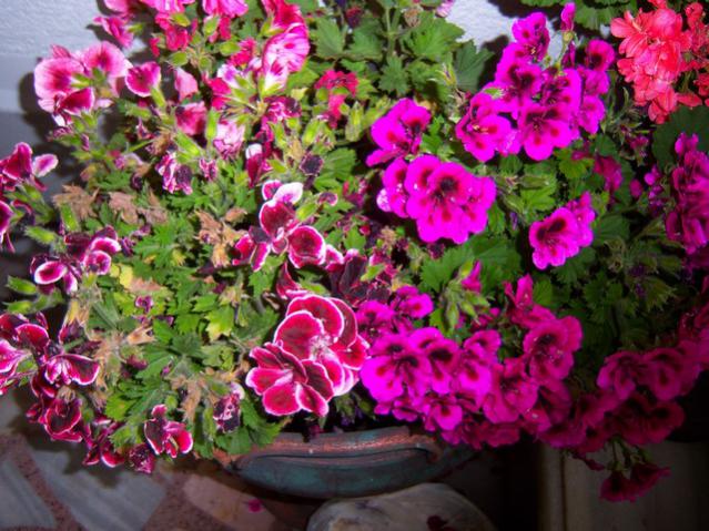Name:  100_1805.jpg
Views: 943
Size:  69.9 KB