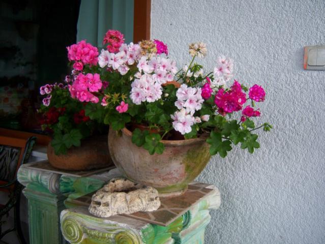 Name:  100_1809.jpg
Views: 741
Size:  53.8 KB