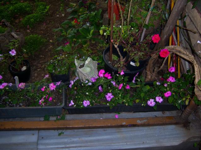 Name:  100_1812.jpg
Views: 677
Size:  53.6 KB