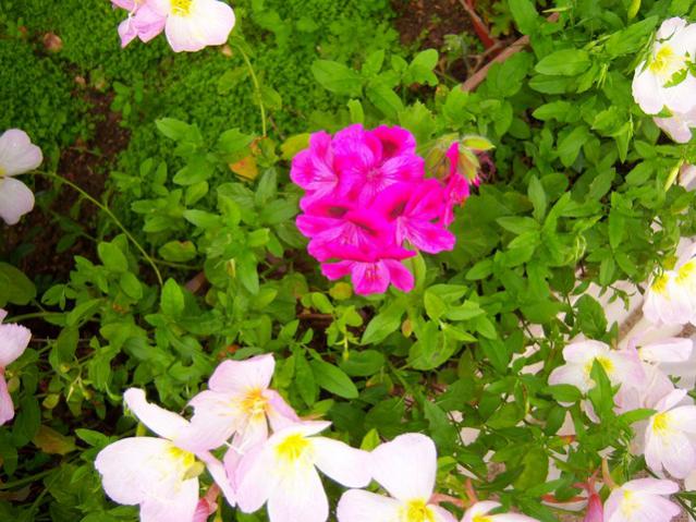 Name:  100_1820.jpg
Views: 701
Size:  62.2 KB