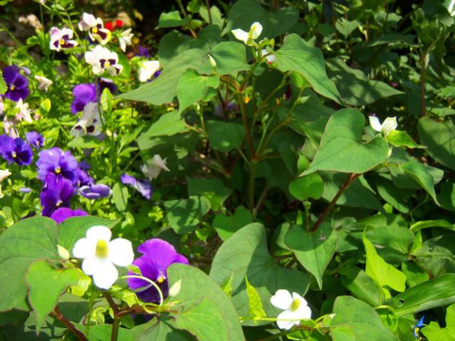 Name:  100_1833.jpg
Views: 668
Size:  62.4 KB