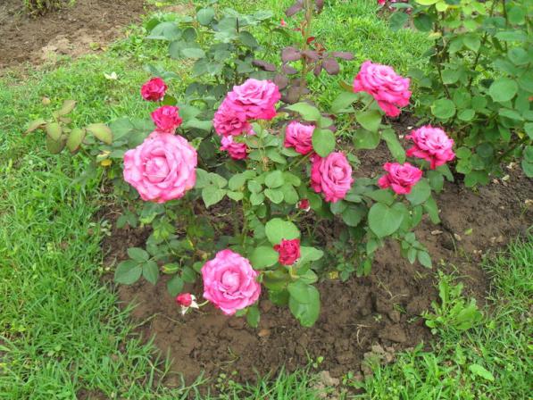 Name:  015.jpg
Views: 452
Size:  71.5 KB
