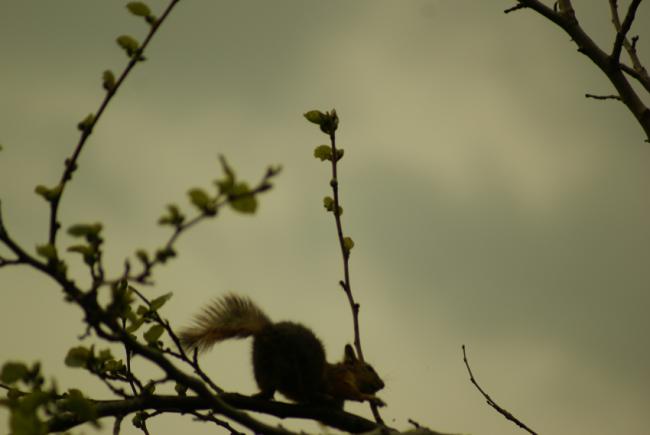 Name:  Sincap4.jpg
Views: 907
Size:  20.9 KB