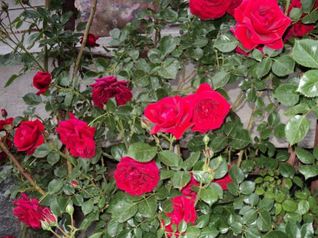 Name:  DSC01475_639x479.jpg
Views: 512
Size:  68.4 KB
