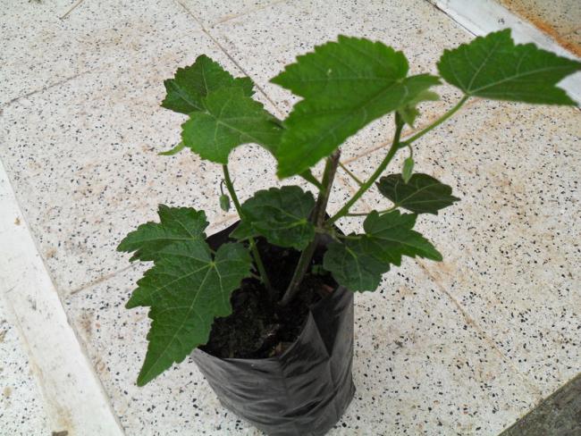 Name:  001.jpg
Views: 585
Size:  68.3 KB