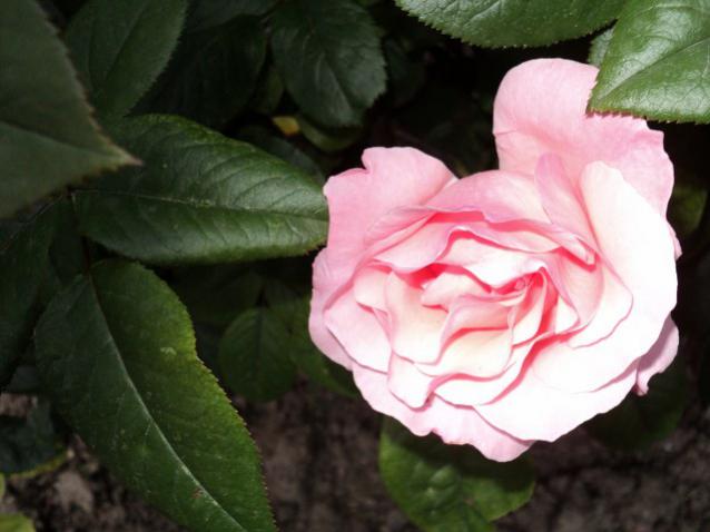 Name:  DSC01483_639x479.jpg
Views: 480
Size:  34.7 KB