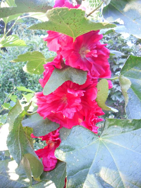 Name:  SDC12214 copy.jpg
Views: 563
Size:  75.1 KB