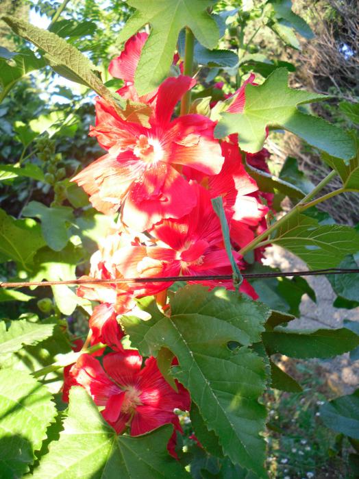 Name:  SDC12215 copy.jpg
Views: 578
Size:  76.8 KB