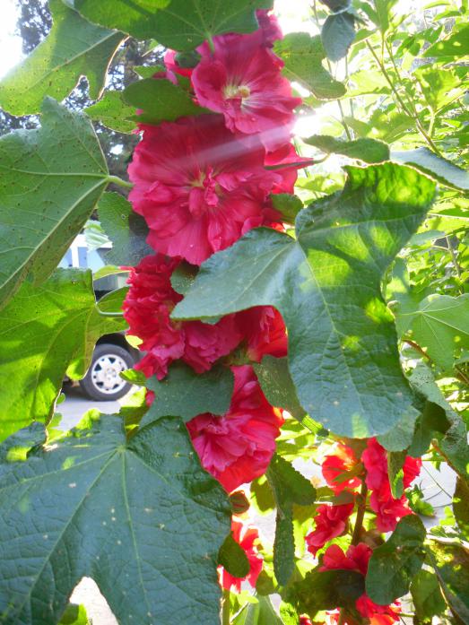 Name:  SDC12216 copy.jpg
Views: 569
Size:  76.1 KB