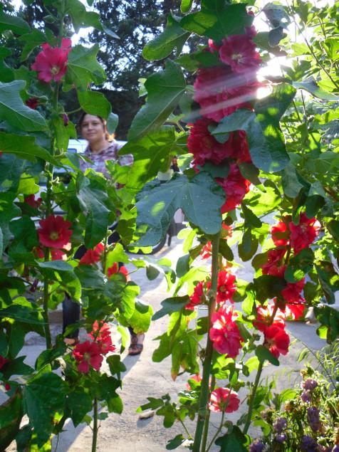 Name:  SDC12217 copy.jpg
Views: 573
Size:  79.2 KB