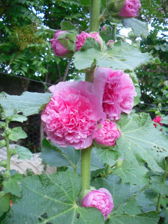 Name:  SDC12219 copy.jpg
Views: 1021
Size:  75.6 KB