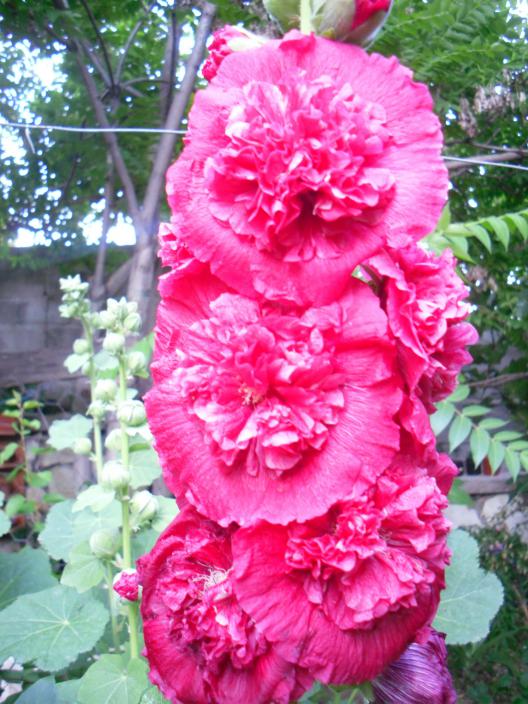 Name:  SDC12220 copy.jpg
Views: 581
Size:  77.3 KB